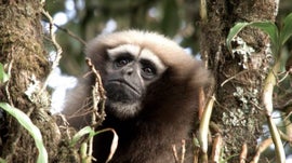 Imagem de Uma Can��o de Amor, Um Primata e Uma Aplica��o