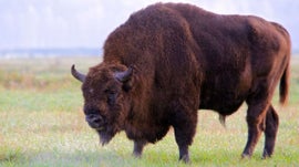 Imagem de O Bisonte-Europeu: O Senhor da Floresta Antiga