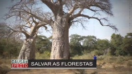 Imagem de Desflorestao em frica / Golpe de Estado no Nger / Mundial Futebol Feminino 2023 / Oeiras: Festas de Quintal