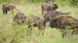 Imagem de Reprimitivar - O Regresso  Natureza