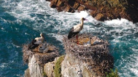 Portugal uma Terra Selvagem no Limite