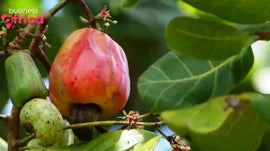 Imagem de Produ��o de Caju na �frica Ocidental / Ecossistema da Tecnologia Financeira