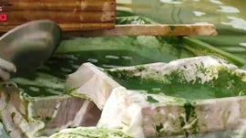 Imagem de Uma Economia Mais Ecol�gica / Desfloresta��o Zero / Espirulina