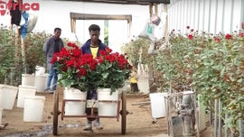 Imagem de Setor Hort�cola na Eti�pia / Crise em Gaza: Impacto em �frica