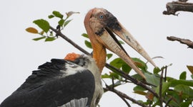 Imagem de O Ex�rcito dos Marabus: Mulheres em Luta pelos Hargila