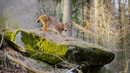 Imagem de O Regresso � Natureza