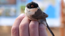 Imagem de Luta Pelas Aves