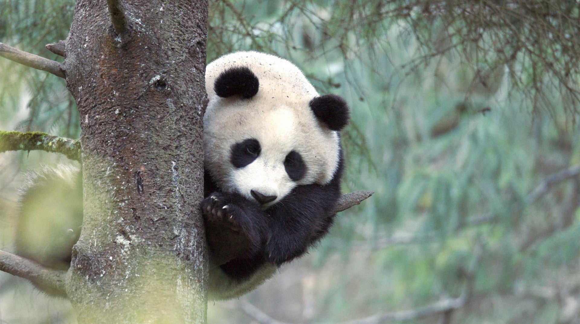 Imagem de Panda Selvagem