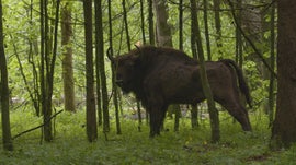 Imagem de Bisonte-Europeu: Colosso da Floresta