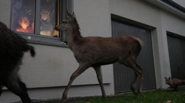 Imagem de O Regresso da Vida Selvagem