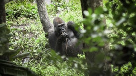 Idjanga, a Floresta dos Gorilas