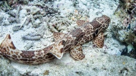 Imagem de Os Pequenos Habitantes da Costa