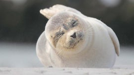 Imagem de Os Pequenos Habitantes da Costa