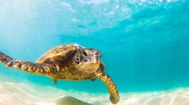 Imagem de Os Pequenos Habitantes da Costa