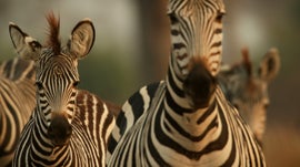 Imagem de Zebra: Uma Vida Colorida