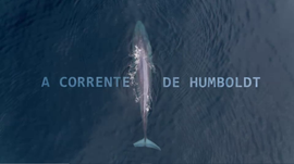 A Corrente de Humboldt