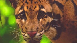 Imagem de Fel�deos da Tail�ndia