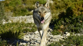 Imagem de A Odisseia do Lobo