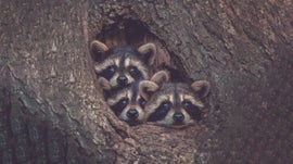 Imagem de Guaxinim: O Rei da Sobreviv�ncia