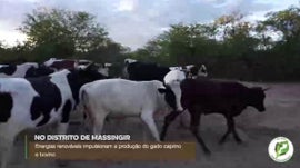 Imagem de Pacto do Uso das Energias Limpas na Cria��o do Gado Bovino e Caprino ...