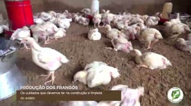 Imagem de Comunidades de Massingir: Impacto da Cria��o e Venda de Frangos ...