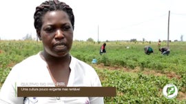 Imagem de Produ��o de Piri-piri: Hist�ria da Agricultora T�lzia ...