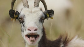 Imagem de Os Caprinos S�bios