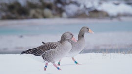 Imagem de Os Mist�rios dos Gansos