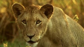 Imagem de O Mist�rio dos Le�es