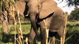 Imagem de A Encantadora de Elefantes