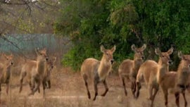 Imagem de Sangue Novo