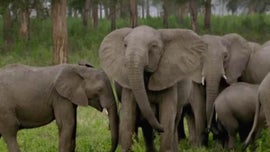 Imagem de Linhas de Batalha