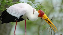 Imagem de Grito de Revolta