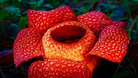 Imagem de Mundos Tropicais