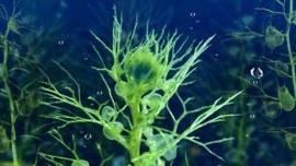 Imagem de Mundos Aqu�ticos