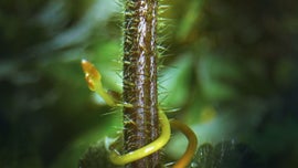 Imagem de Mundos Sazonais