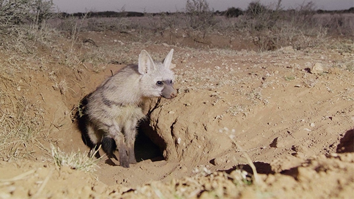 Imagem de Companheiros da Savana Africana - Como os Animais Partilham Abrigo e Alimento