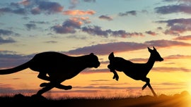 Imagem de Velozes e Furiosos