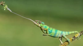 Imagem de Ca�adores Furtivos