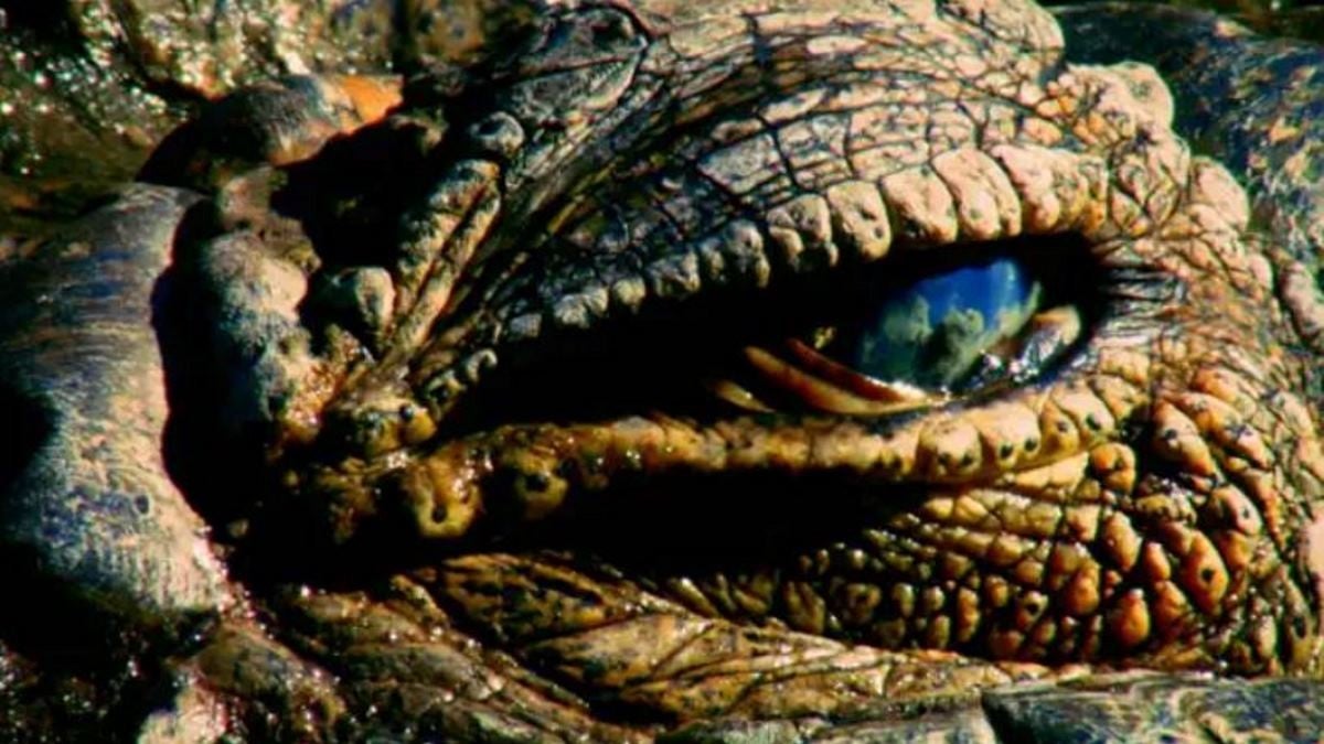 Imagem de Lago Turkana, Território dos Crocodilos
