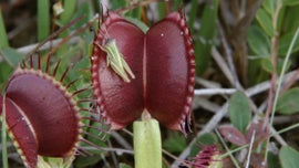 Imagem de Natureza Extraordin�ria