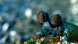 Imagem de Natureza Extraordin�ria