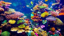 Imagem de Enfermeiros dos Corais