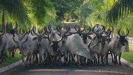 Imagem de Zebu: � Conquista das Terras �ridas