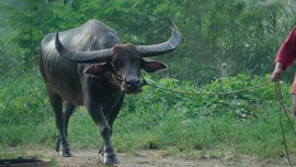 Imagem de O B�falo: � Conquista das Terras H�midas