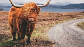 Imagem de O Iaque: � Conquista das Montanhas