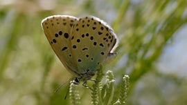 Imagem de A Charneca