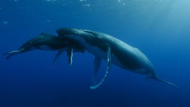 Imagem de Cachalotes: Ao Encontro dos Gigantes