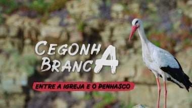 Imagem de Cegonha Branca - Entre a Igreja e o Penhasco