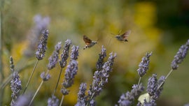 Imagem de O Mundo Maravilhoso da Horta